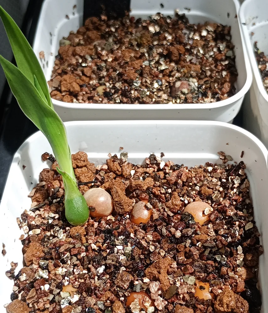 種子]ドラセナ ドラコ Dracaena draco subsp. draco | 観葉植物 竜血樹